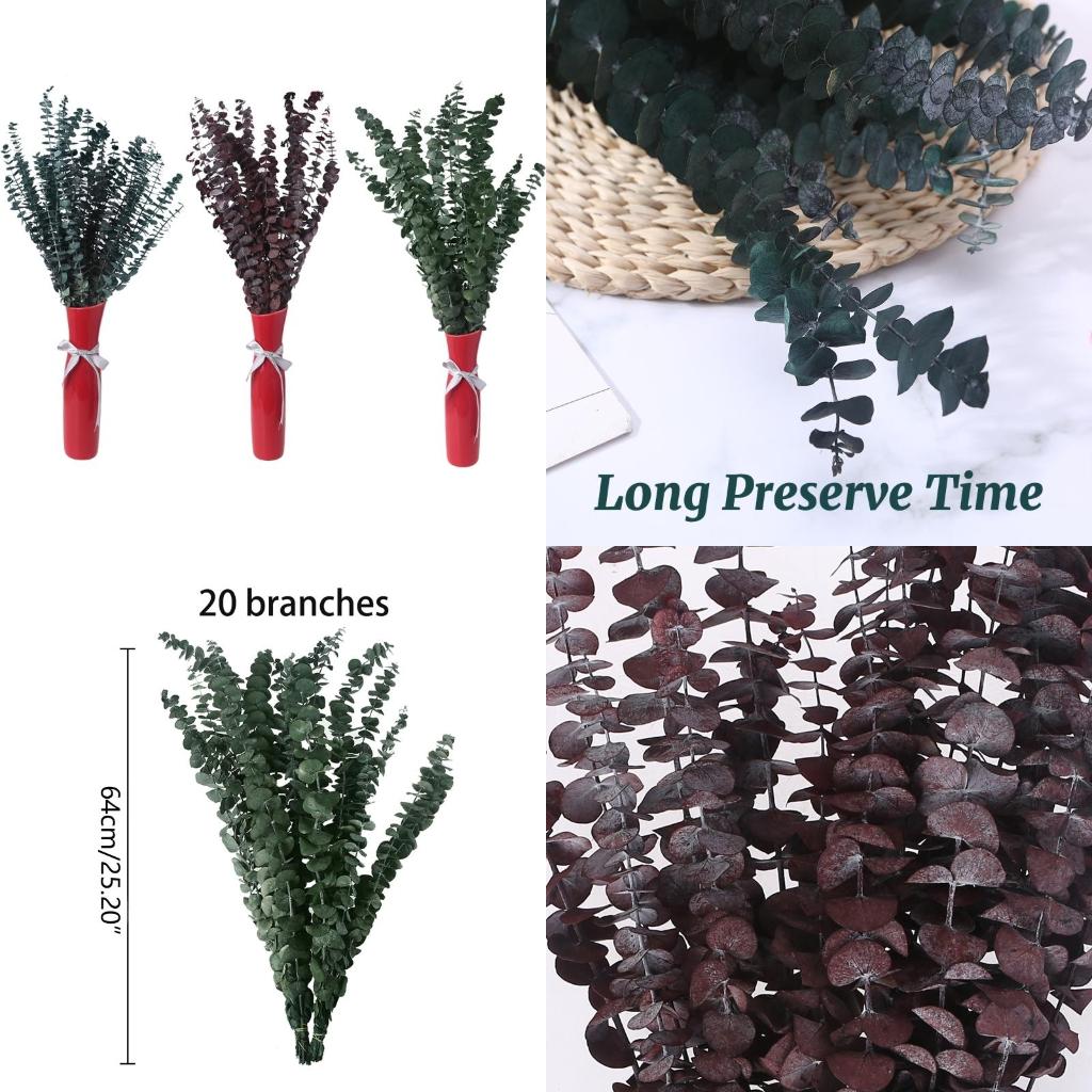 20Pcs Preserved for Fresh Euca - đánh giá và giá Eucalyptus Preserved