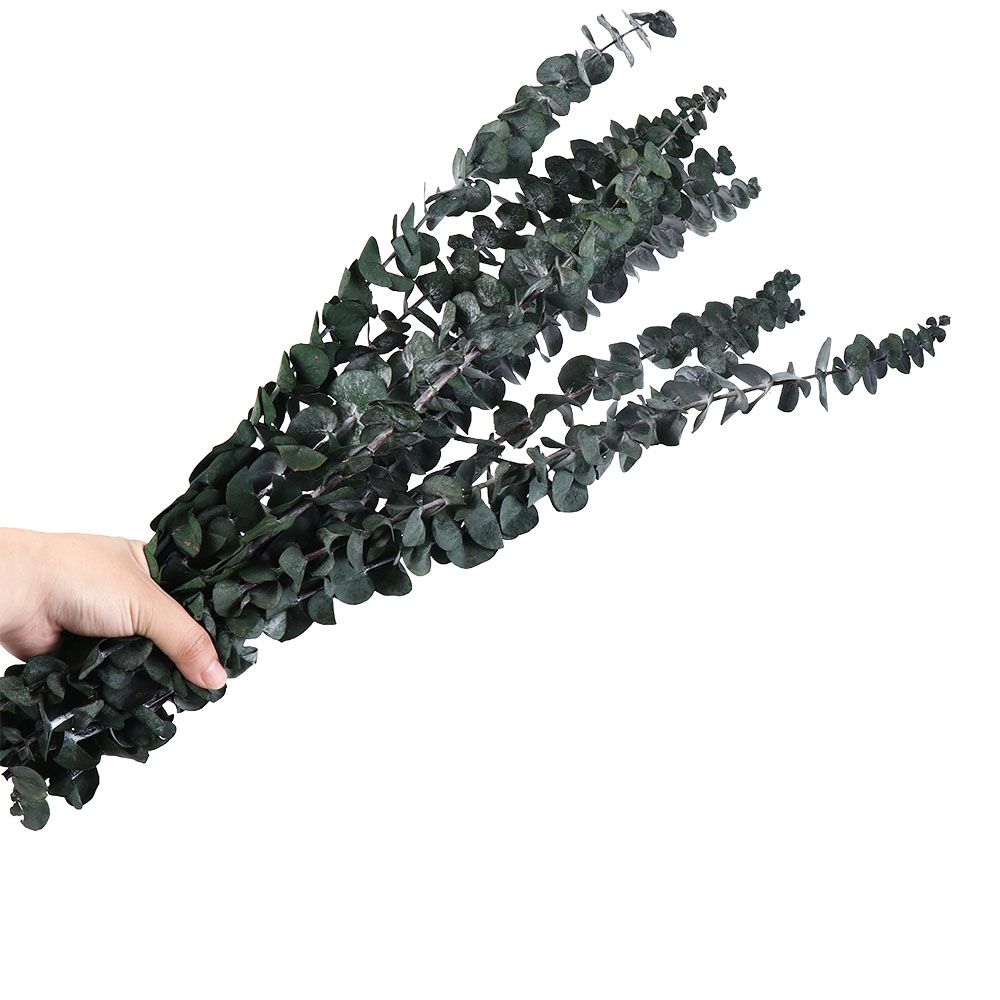 10 Pcs Real Leaves Hanging Dri - đánh giá và giá Eucalyptus Preserved
