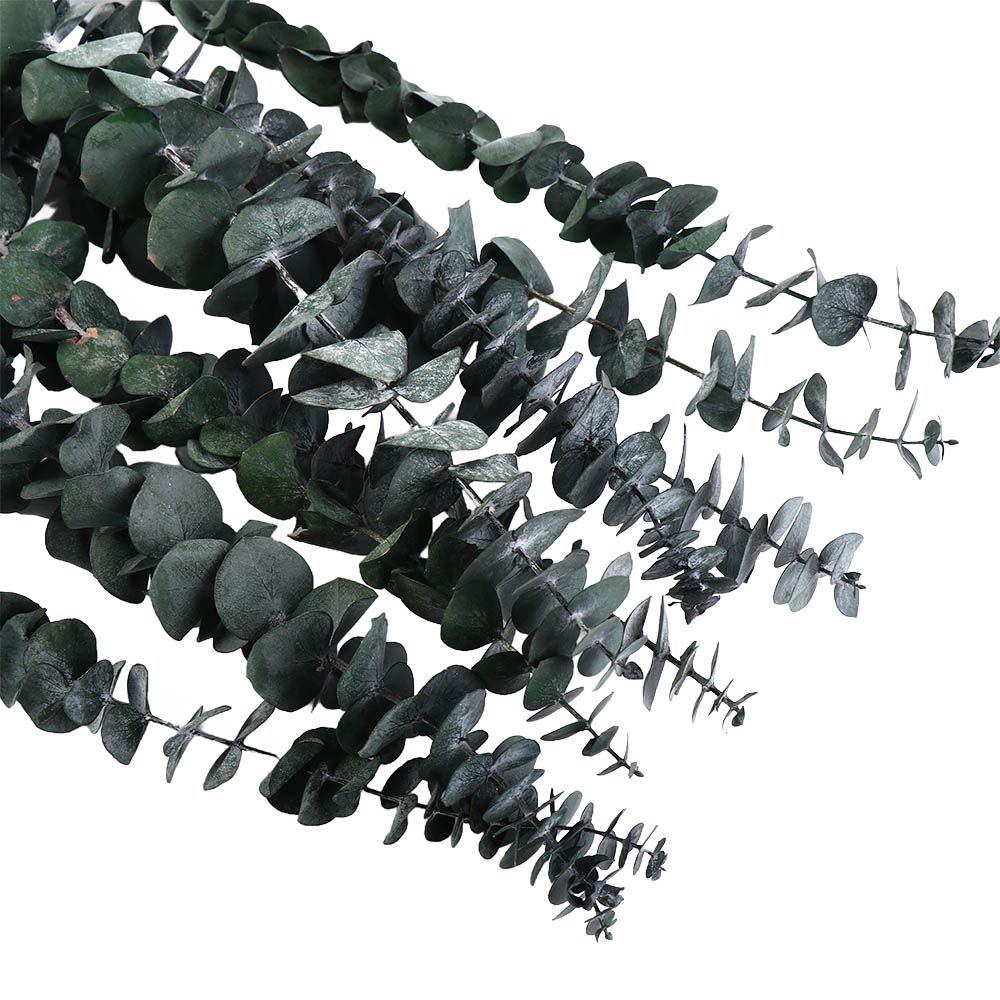 10 Pcs Real Leaves Hanging Dri - đánh giá và giá Eucalyptus Preserved