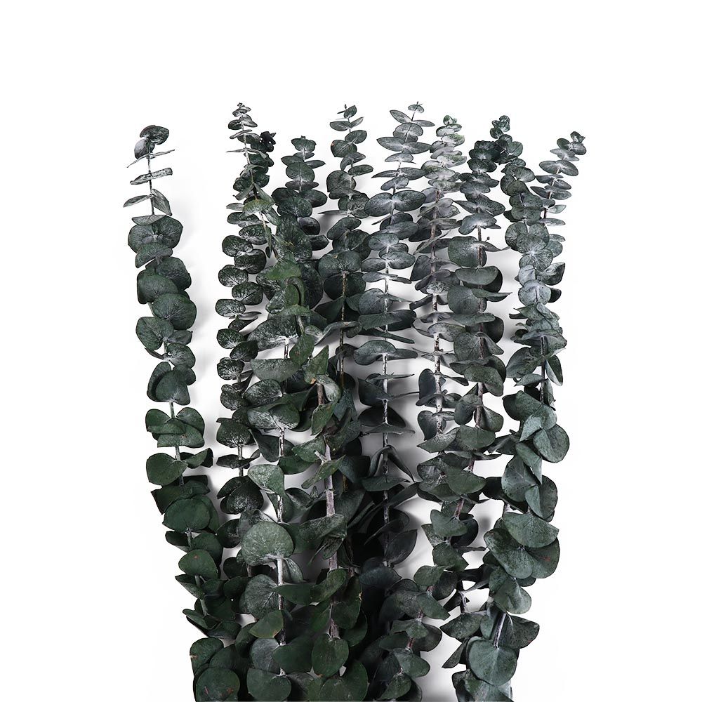 10 Pcs Real Leaves Hanging Dri - đánh giá và giá Eucalyptus Preserved