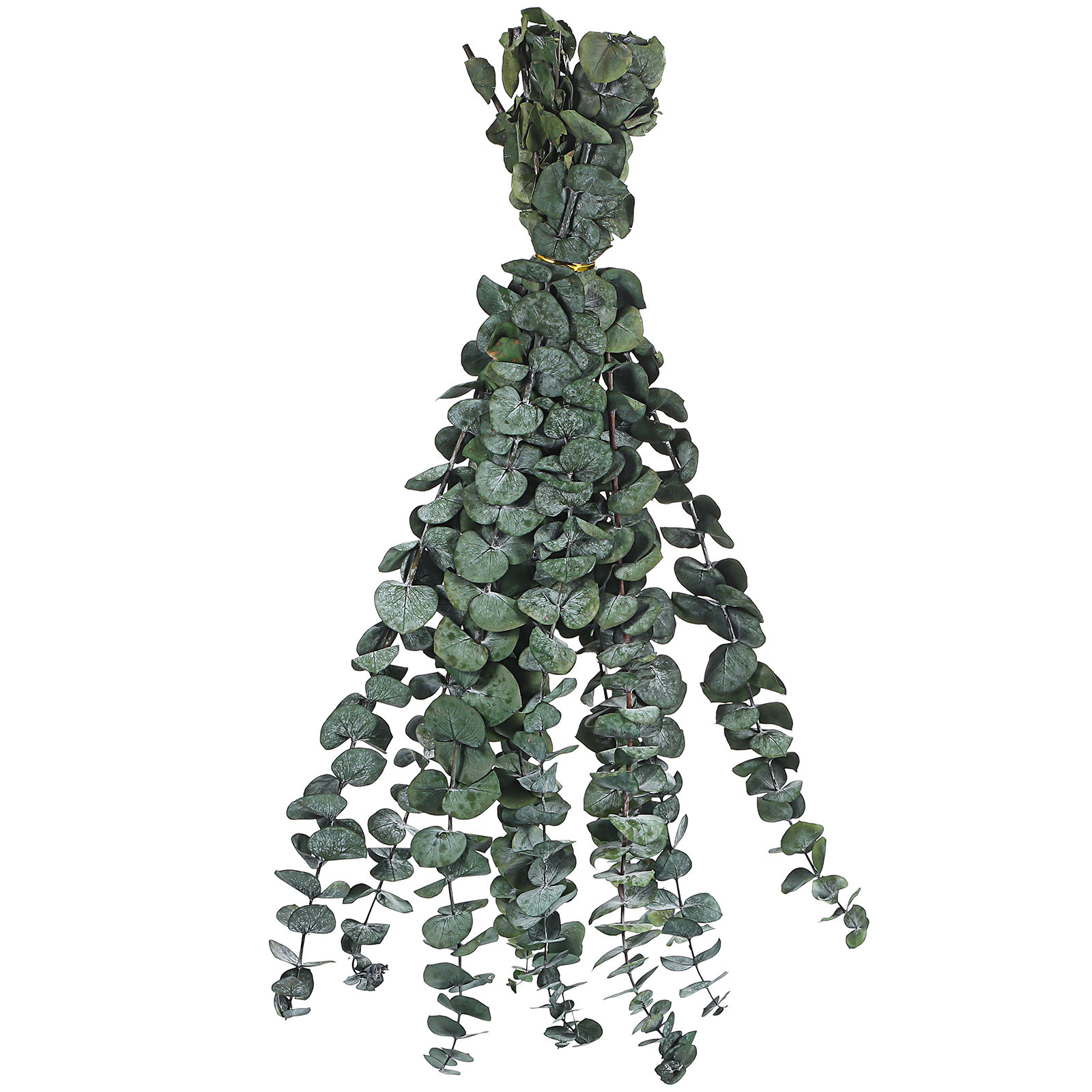 20 Pcs Eucalyptus Leaves Green - đánh giá và giá Eucalyptus Preserved